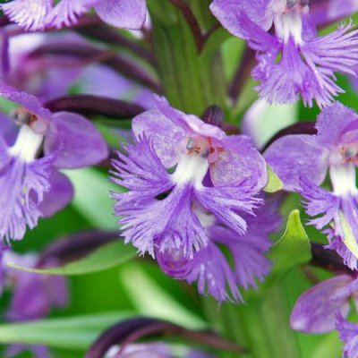 Small Purple Fringed Orchid 2