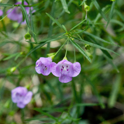 Slenderleaf False Foxglove 3