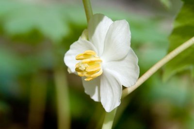 Mayapple 3