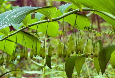 Solomon's Seal 2