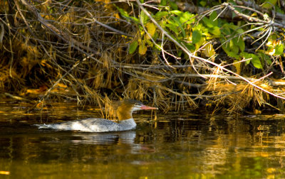 d1 merganser near bridge.jpg