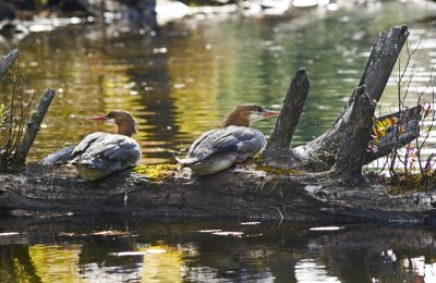 d3 mergansers into canoe lake.jpg