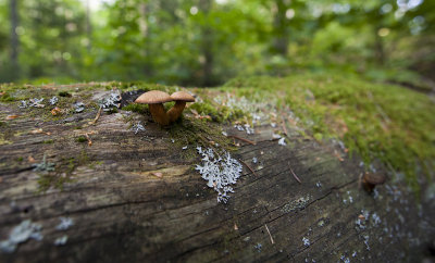 fungi on old cedar.jpg
