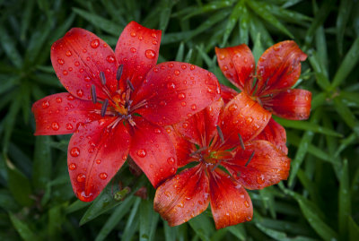 cot lillies.jpg