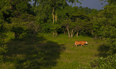 wingham cow 2.jpg