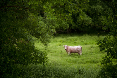 wingham cow.jpg