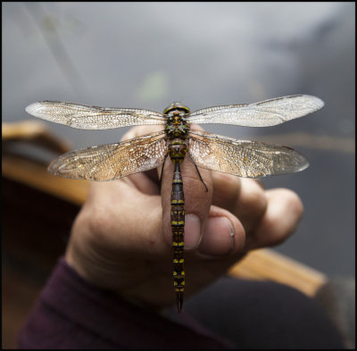 D fly in hand.jpg