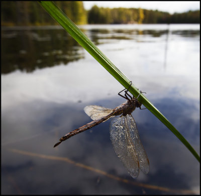 D fly on grass.jpg