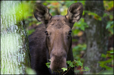 Moose - Close call on the trail.jpg