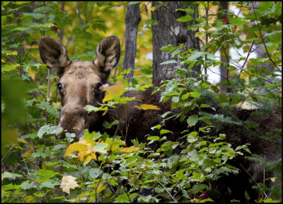 Moose - close encounter on the trail 2.jpg