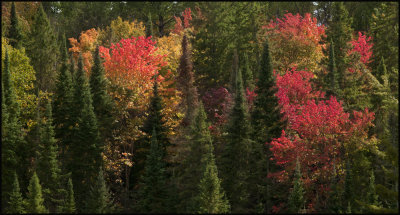 cones and color.jpg