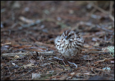 little birdy.jpg