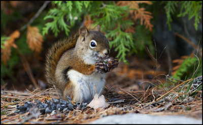 little muncher has a snack.jpg