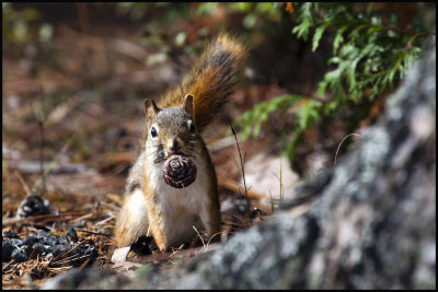 little muncher stare down.jpg