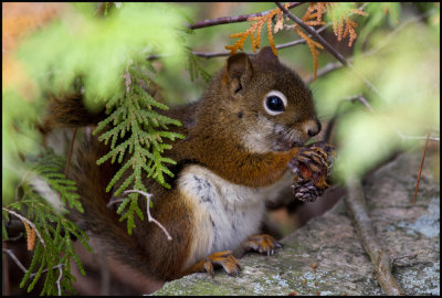 little muncher undercover.jpg