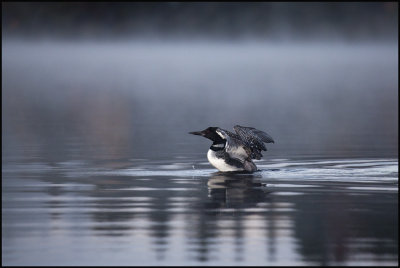 loon buddy.jpg