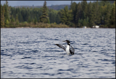 loon on canoe lake.jpg