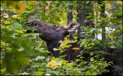 moose munch.jpg