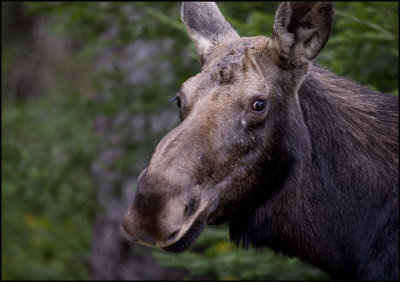 moose on bartlet 1.jpg