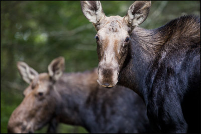moose on bartlet 2.jpg