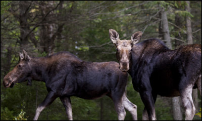 moose on bartlet 3.jpg