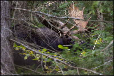 moose on bartlet 4.jpg