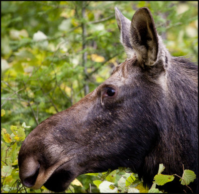 moose on bartlet 5.jpg