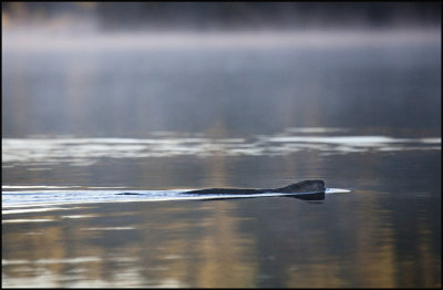 morning beaver.jpg
