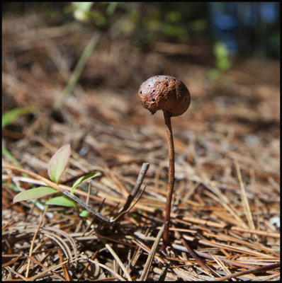 mystery fungi.jpg
