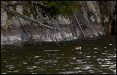otter in Burnt Isle 1.jpg