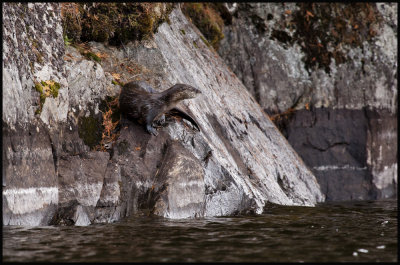 otter in Burnt Isle 2.jpg