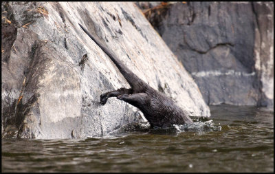 otter in Burnt Isle 3.jpg