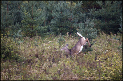 roadside deer 2.jpg