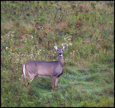 roadside deer.jpg