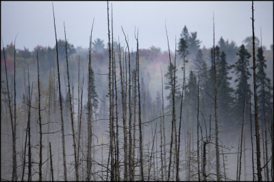 algonquin_solo_fall_2012
