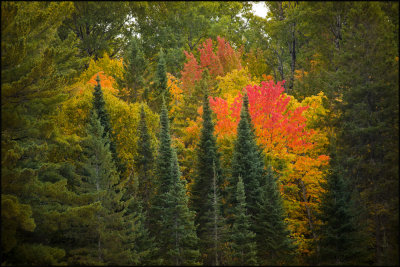 trees on Sunbeam.jpg