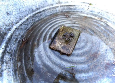 frog in a bucket.jpg