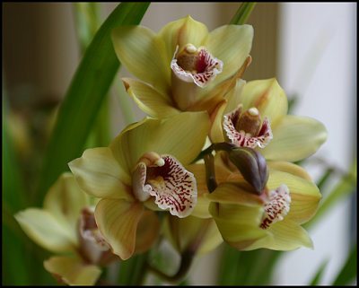 Orchid_2314