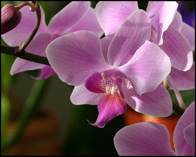 MY ORCHIDS