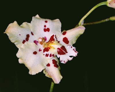 Orchid_06a.jpg