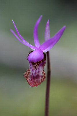 Wild Slipper Orchids