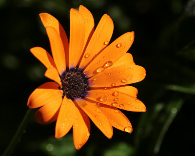 Orange Symphony Osteospurmum