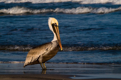 Padre Island 2008_0048 pelican 2.jpg