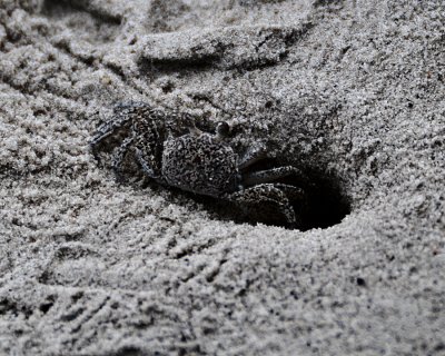 GCP_3538 sand crab.jpg
