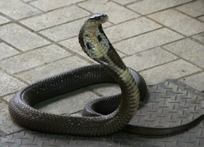 Thai cobra