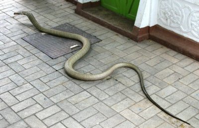 King Cobra at Bangkok snake farm