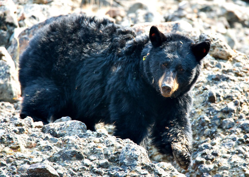 Yellowstone NP