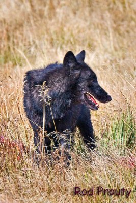 Wolves-Yellowstone