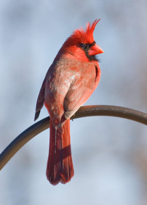 0001-Cardinal.jpg