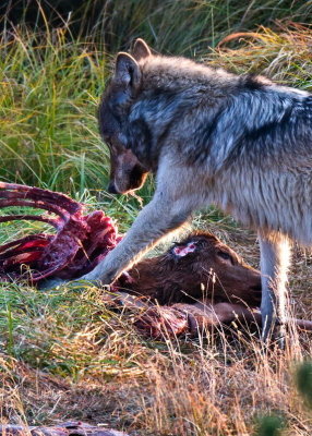 Wolf-Virgina-Cascades-Kill.jpg